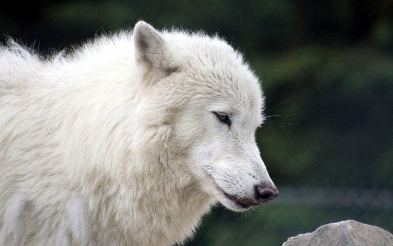 Prime Wolf Arctic White