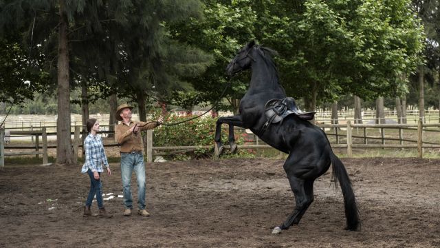 Black Beauty Backdrop