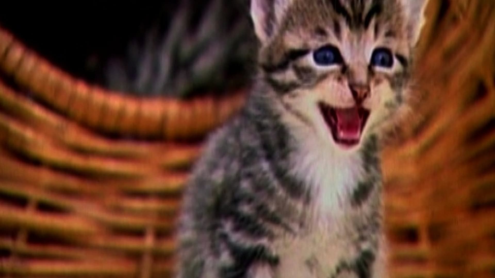 Kittens: The Ultimate Collection of Cute & Funny Kitten Videos Backdrop