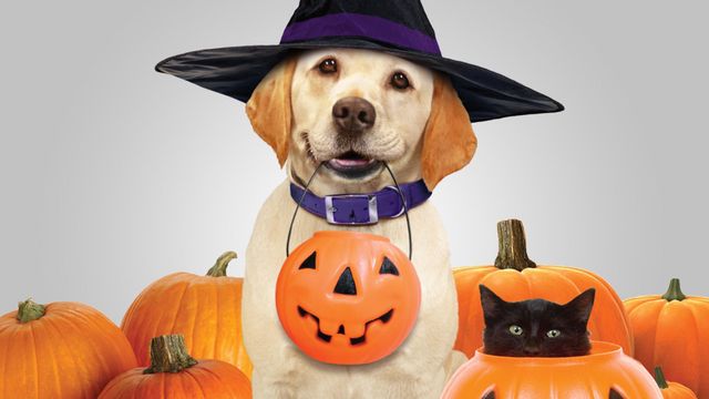 The Dog Who Saved Halloween Backdrop