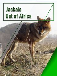 Jackals - Out of Africa Poster