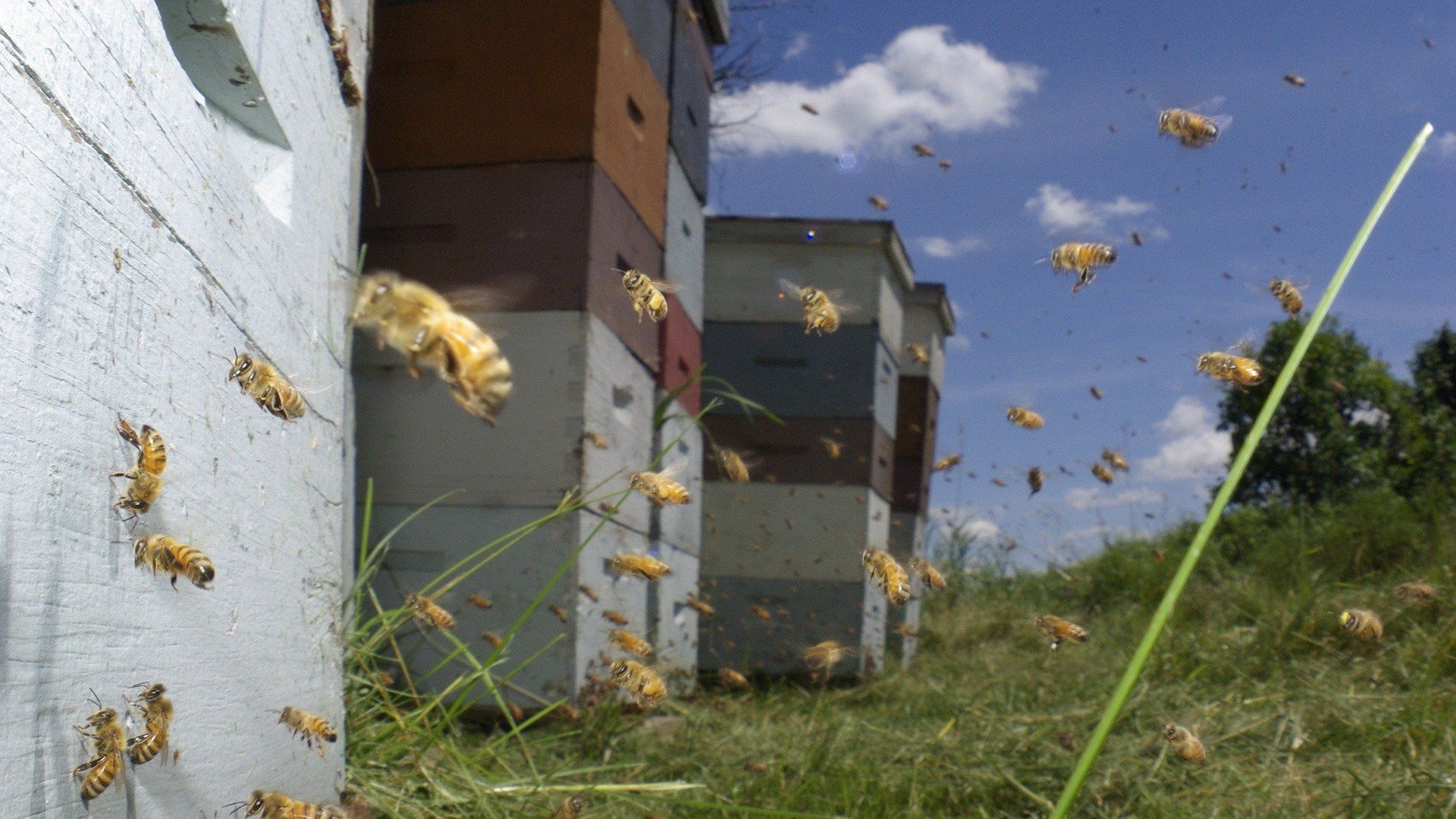 Vanishing of the Bees Backdrop