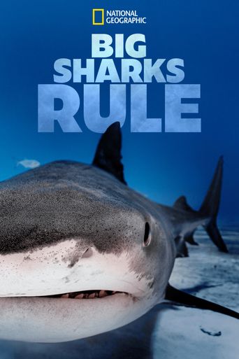  Big Sharks Rule Poster