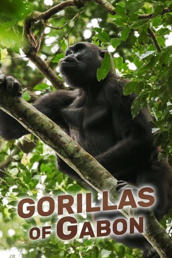  Gorillas of Gabon Poster