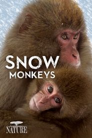  Snow Monkeys Poster