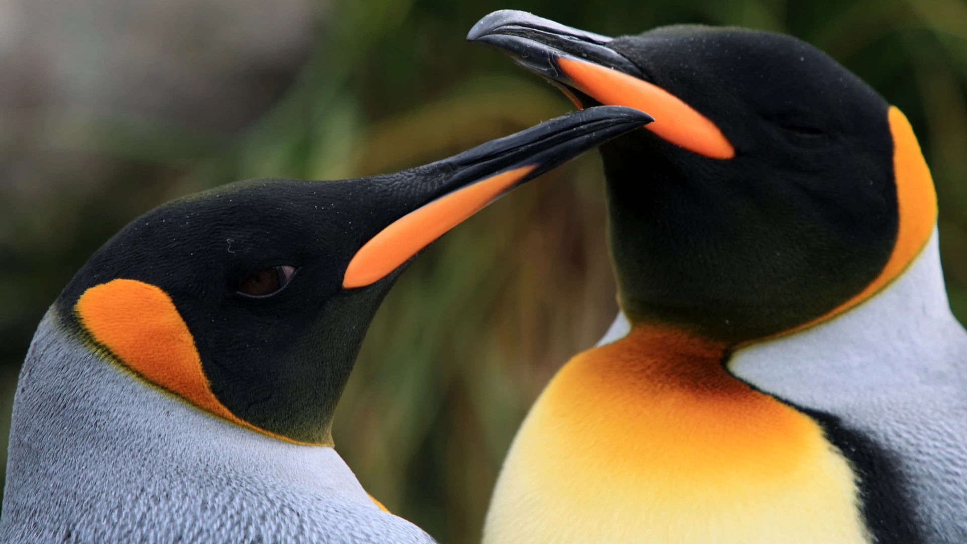 Penguins Backdrop