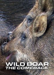  Wild Boar - The Comeback Poster