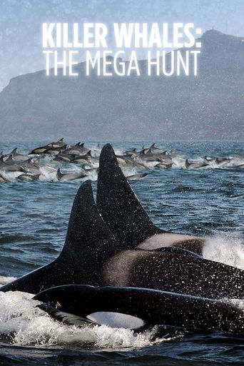  Killer Whales: The Mega Hunt Poster