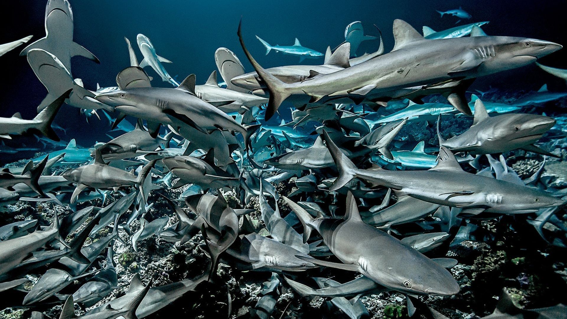 700 Sharks Backdrop