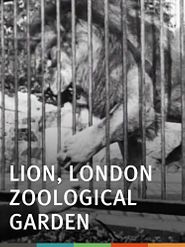 Lion, London Zoological Gardens Poster