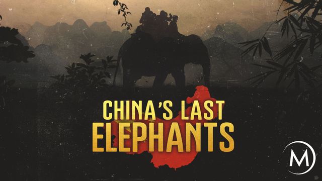 China's Last Elephants Backdrop