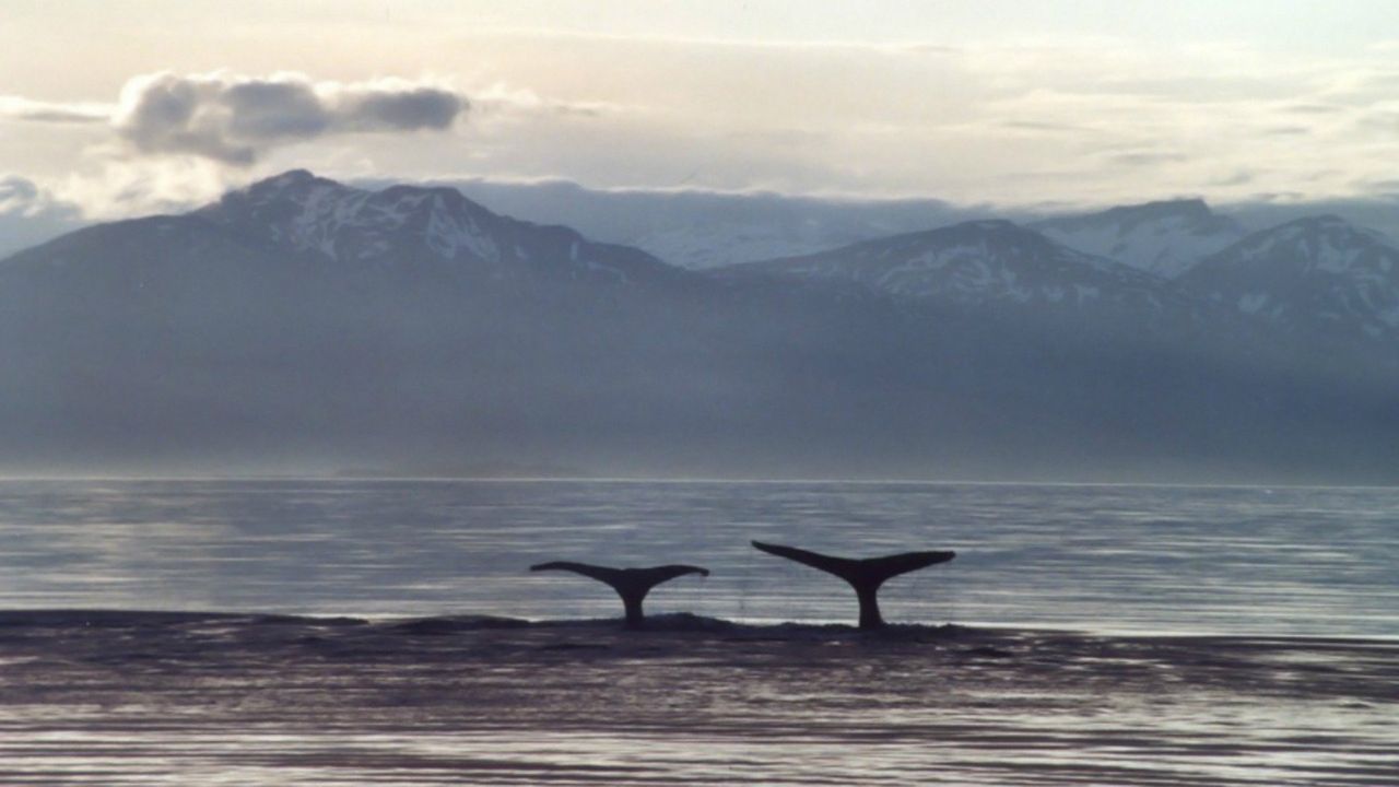 A Life Among Whales Backdrop