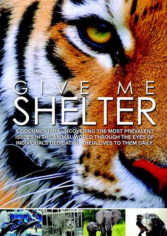  Give Me Shelter Poster