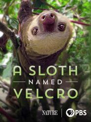  A Sloth Named Velcro Poster