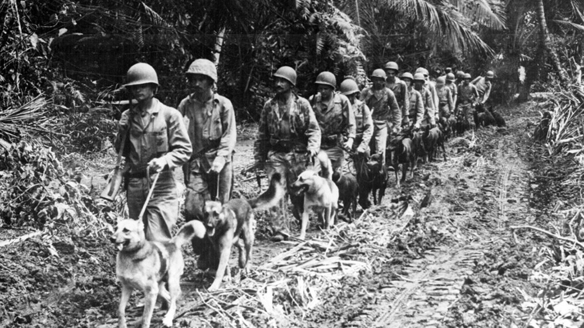 War Dogs of the Pacific Backdrop