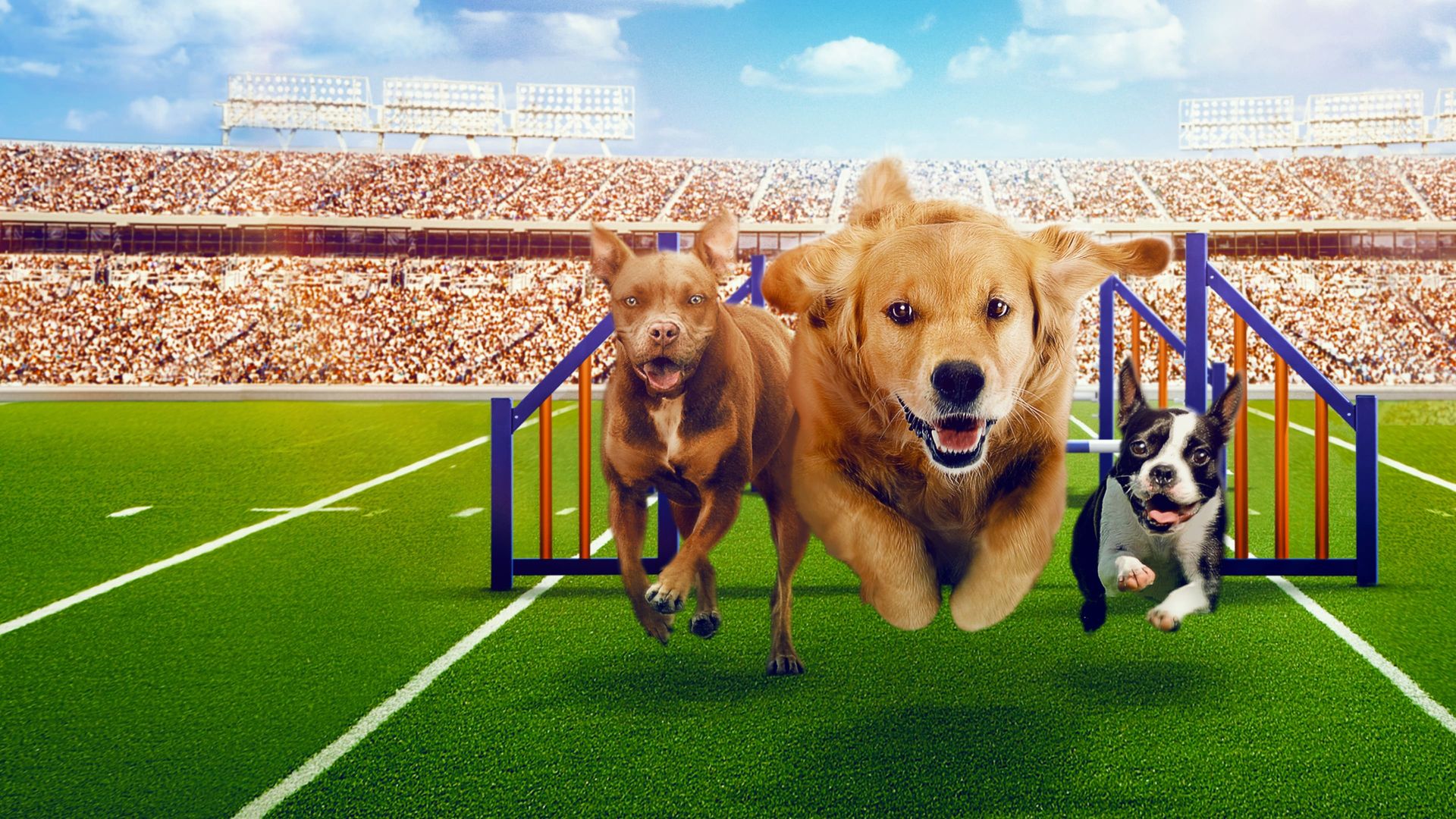 Puppy Bowl Presents: The Summer Games Backdrop