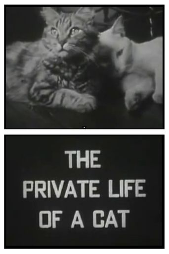  The Private Life of a Cat Poster