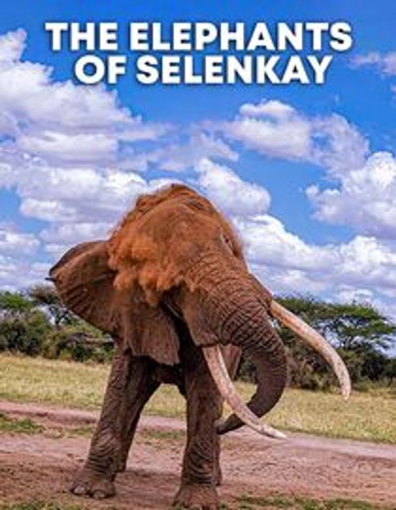 The Elephants of Selenkay