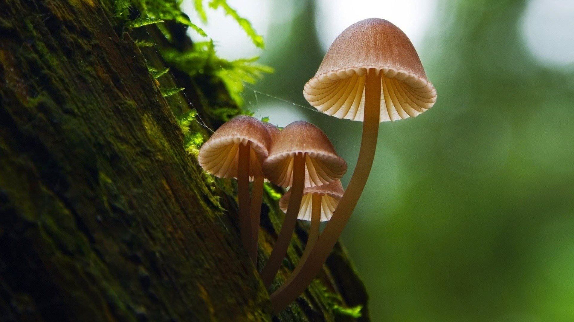 Fantastic Fungi Backdrop