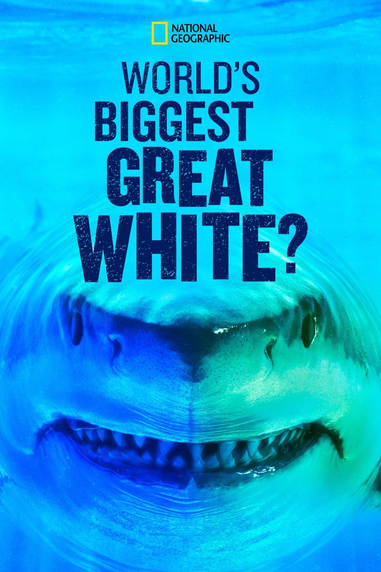 World's Biggest Great White Shark Poster