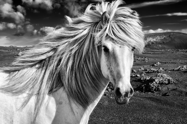 Tails of Iceland