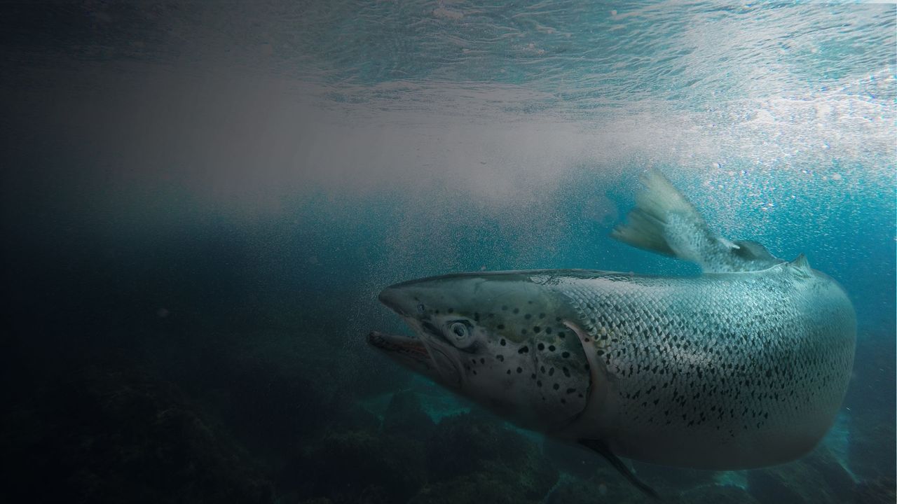 Atlantic Salmon: Lost at Sea Backdrop