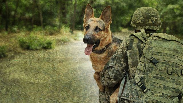 War Dogs: America's Forgotten Heroes: Where to Watch and Stream Online - Where Can I Watch War Dogs For Free