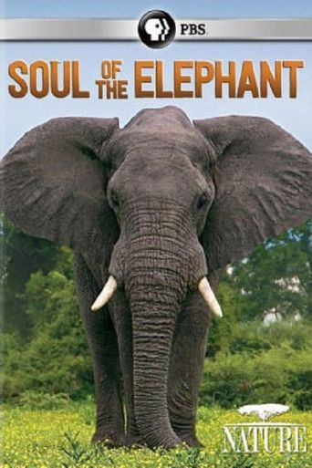  Soul of the Elephant Poster
