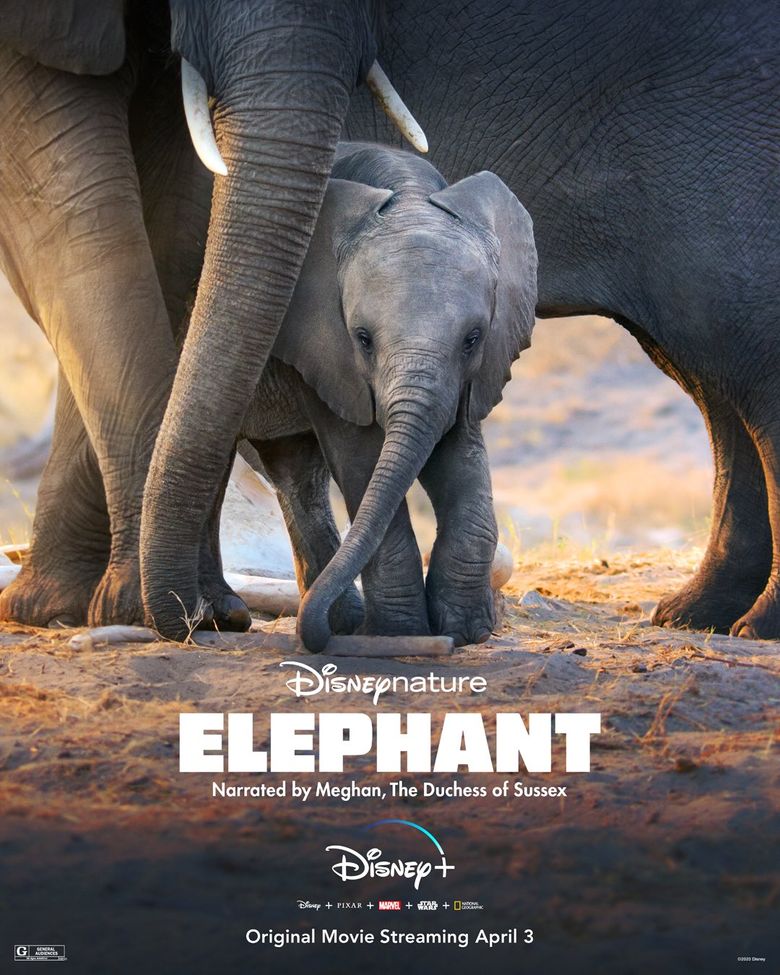 Elephant Poster