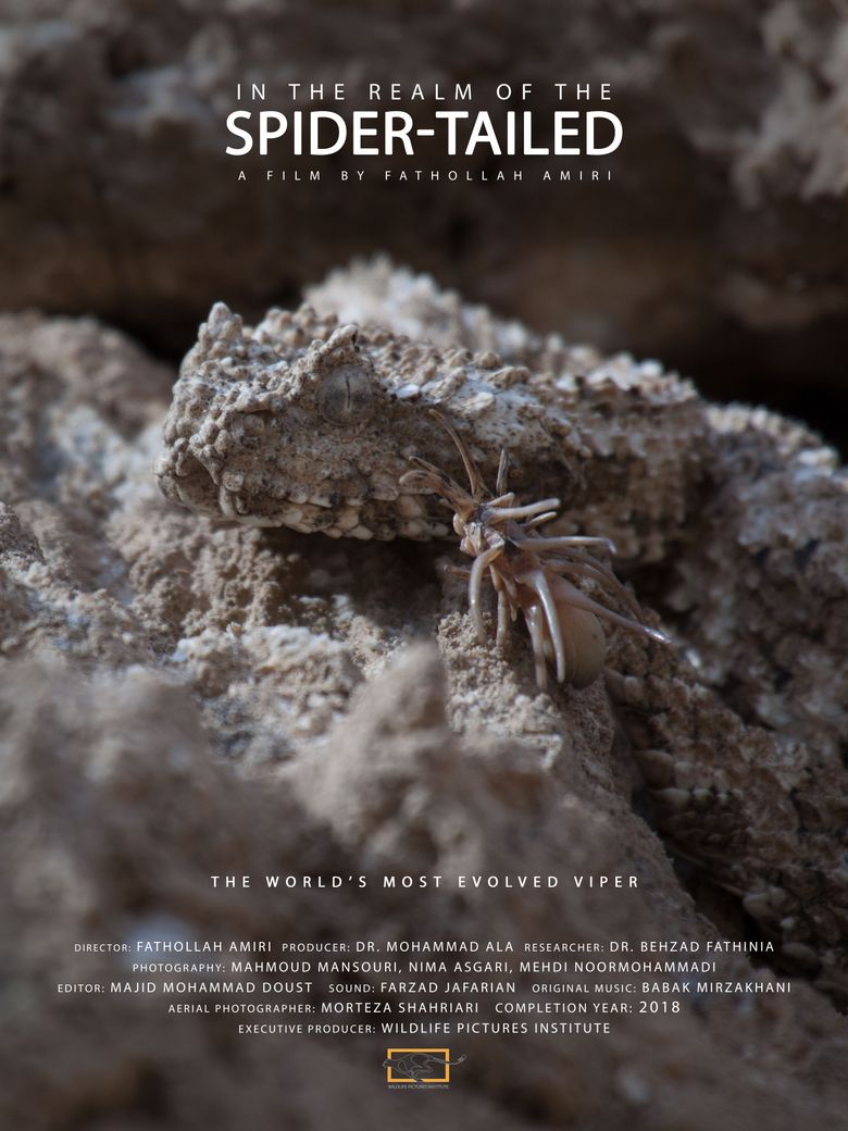 In the Realm of the Spider-tailed Viper