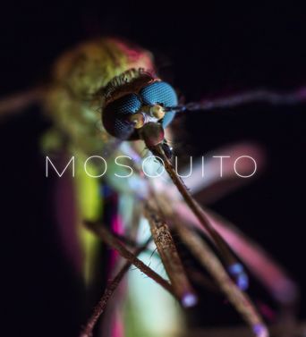  Mosquito Poster