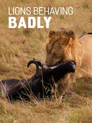  Lions Behaving Badly Poster