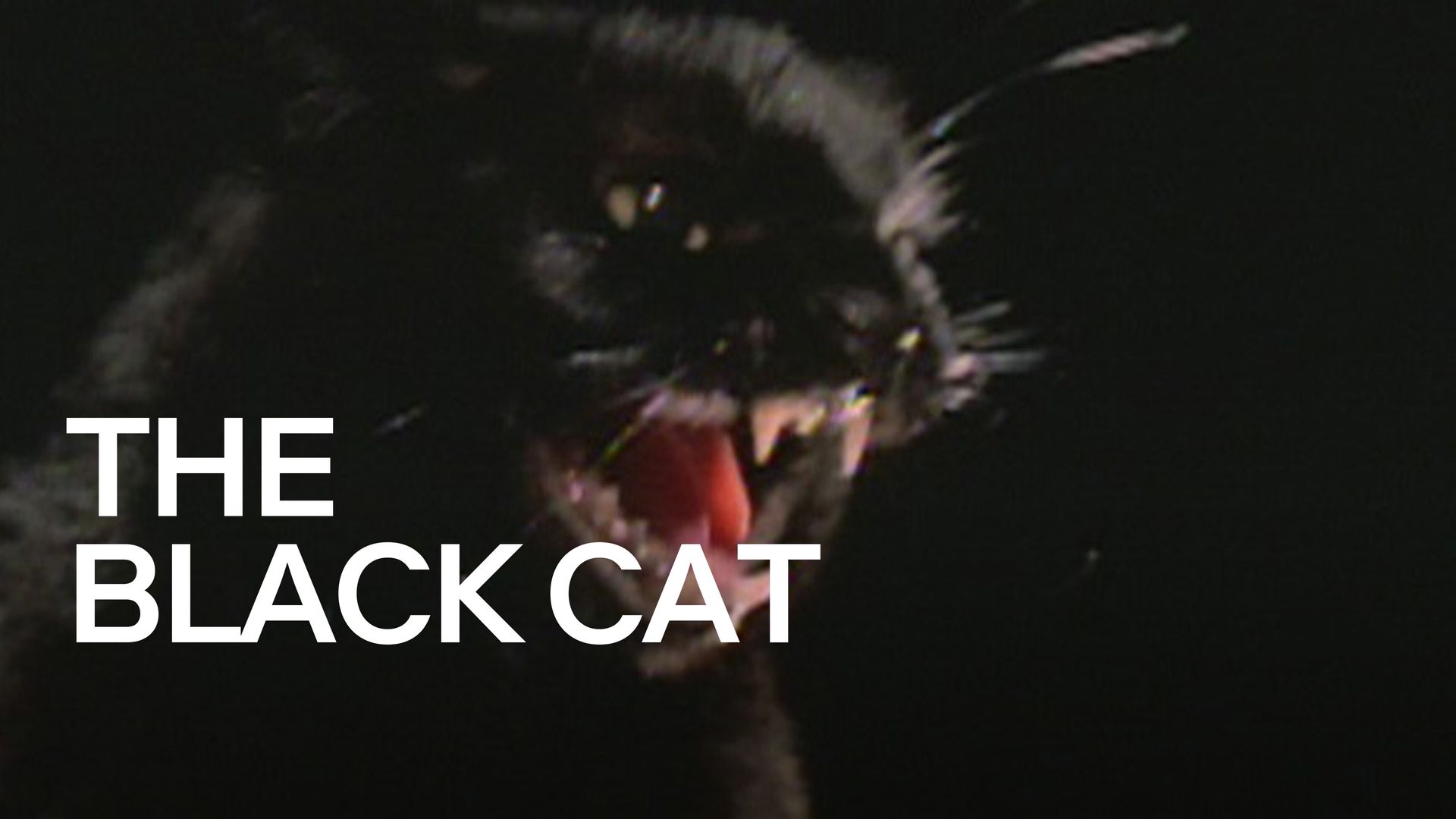 The Black Cat Backdrop