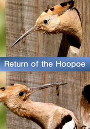  Return of the Hoopoe Poster
