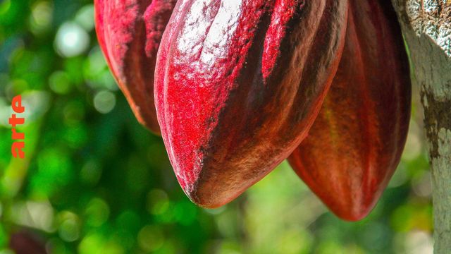 The Chocolate Farmer Backdrop