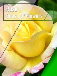  Rose - Queen of Flowers Poster