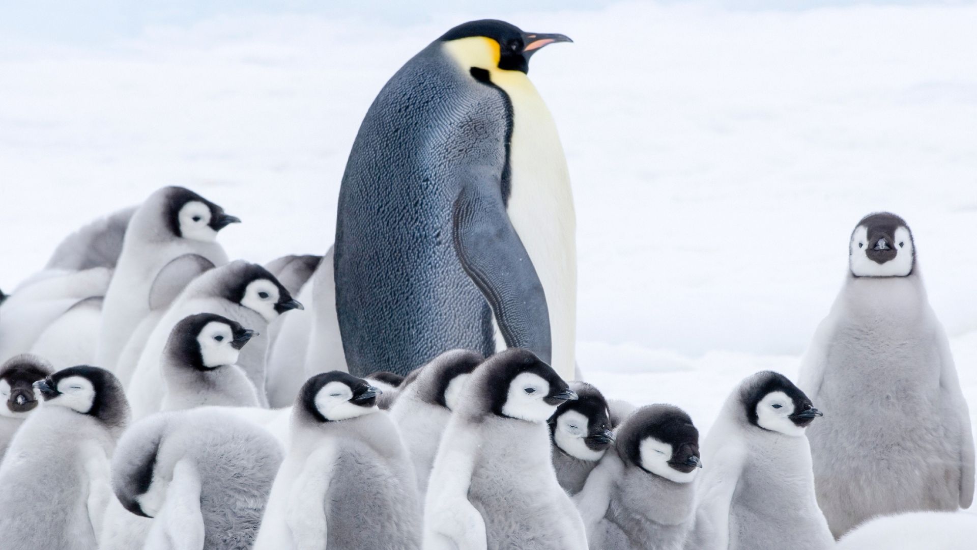March of the Penguins 2: The Next Step Backdrop