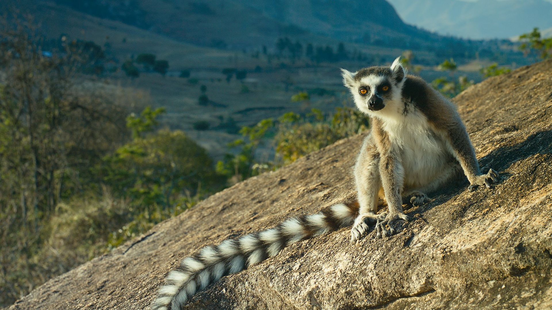 Island of Lemurs: Madagascar Backdrop