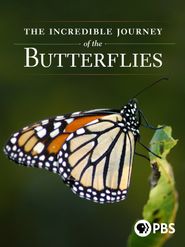  The Incredible Journey of the Butterflies Poster