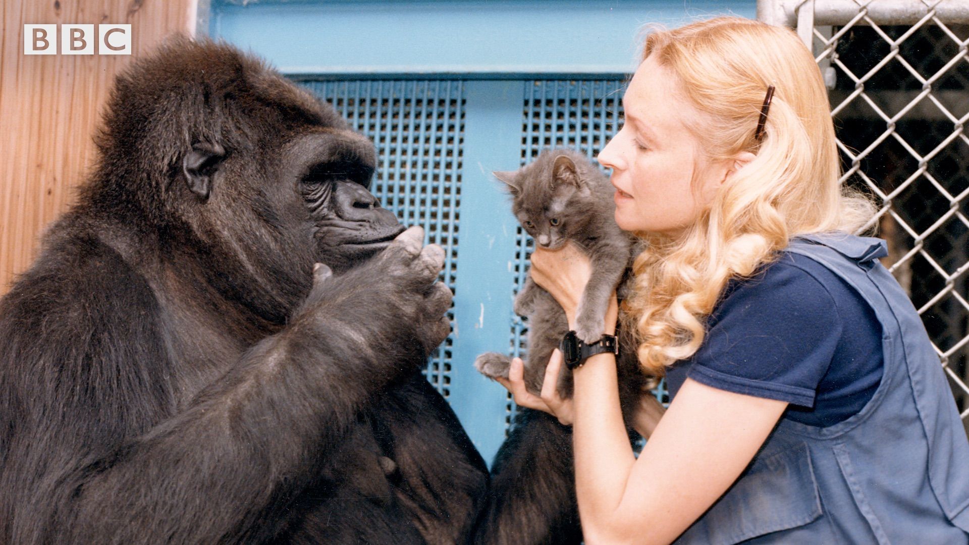 Koko: The Gorilla Who Talks to People Backdrop