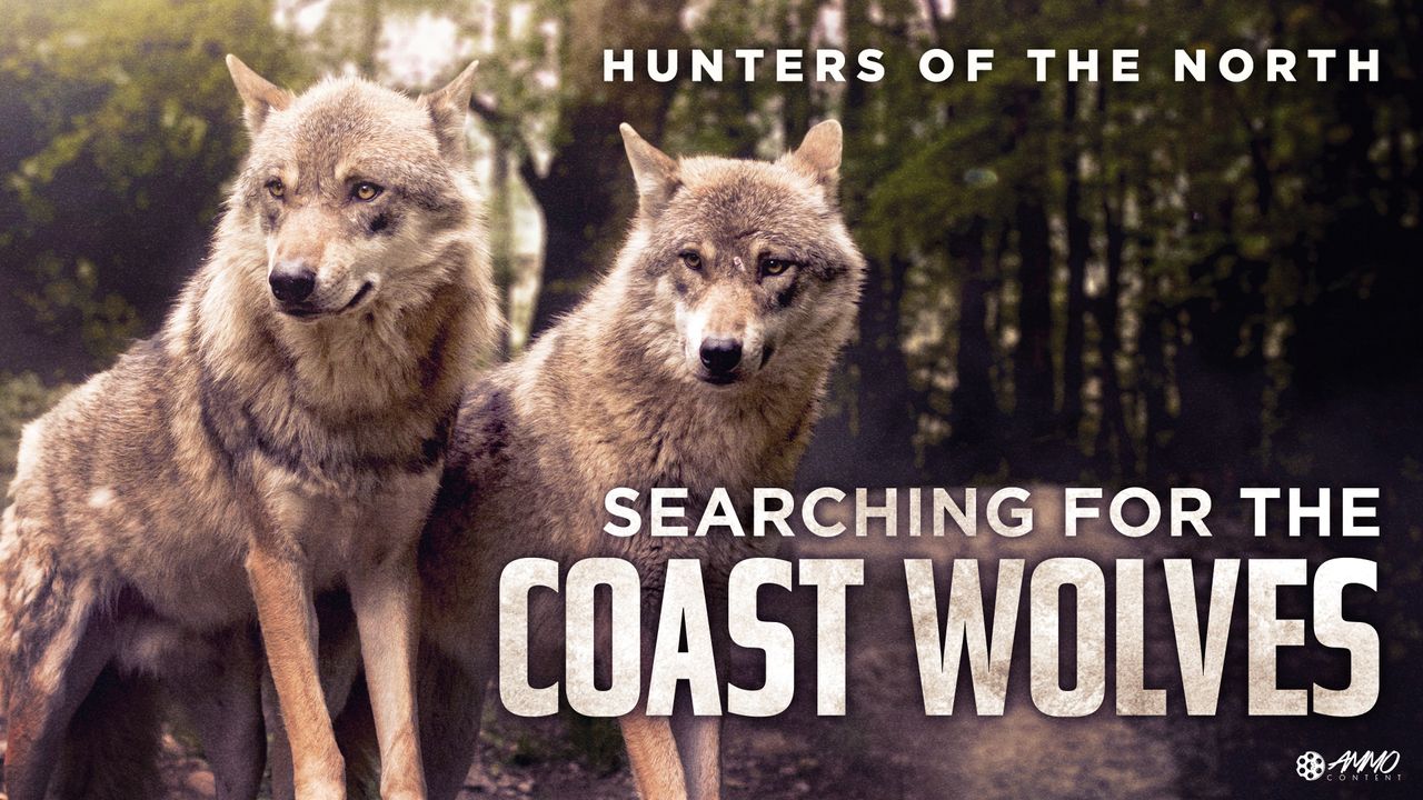 Searching for the Coast Wolves Backdrop