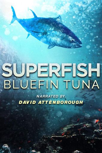  Superfish Bluefin Tuna Poster