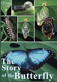  The Story of the Butterfly Poster