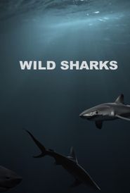  Wild Sharks Poster