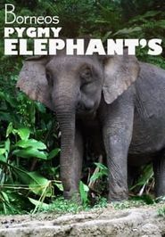  Borneo's Pygmy Elephants Poster