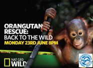  Orangutan Rescue: Back to the Wild Poster