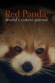  Der Kleine Panda: Verborgen im Himalaya Poster