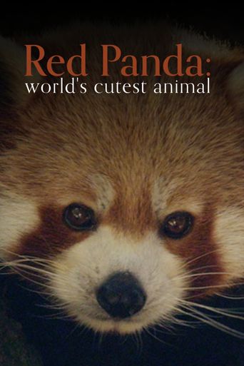  Red Panda: World's Cutest Animal Poster
