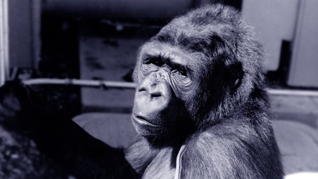 Koko: A Talking Gorilla Backdrop