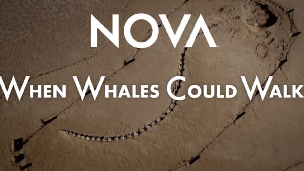 When Whales Could Walk: Where to Watch and Stream Online | Reelgood